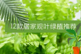 12款居家观叶植物推荐：生活不能没有绿，总有一款适合你图片