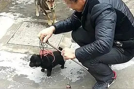 生一窝才30，土狗现状令人担忧，白送邻居都不要图片
