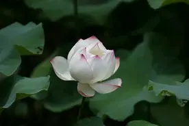 在县管校聘实施过程中，要对这两类老师给予特别照顾以稳定大局图片