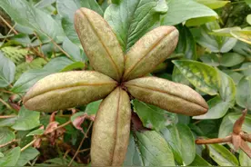 牡丹果你见过吗？捣烂还有这妙用，摘点回家备用图片
