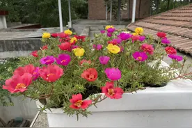 夏天养太阳花，记住3招，花苞更多，花朵更大花色更艳图片