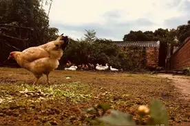 在农村放养的鸡鸭，肉质非常鲜美图片
