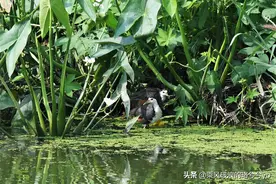 优选摄影：海陆空三栖鸟种“白胸苦恶鸟”首次现身北京图片