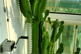 两种花好看不贵，摆在家里顺顺顺，富贵又吉祥图片