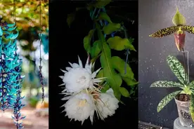 8种特别稀有的观赏花卉，有些可养成盆栽，有些只能在植物园看到图片
