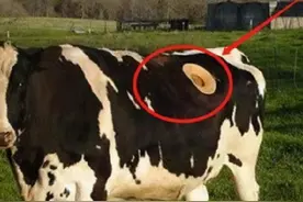 奶牛身上必须挖洞才能产奶？还要经常用手去掏，它们不会痛吗？图片