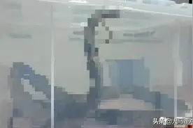 大毒蛇！大毒蛇！4米长眼镜王蛇试图蒙混入境，被张家港海关活捉图片