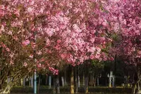 自驾到滨城塘沽森林公园赏樱 公安交管部门提供行车停车指南图片