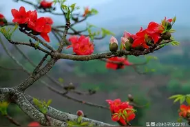 《落英缤纷若有思》一一读国政哥悼英诗图片