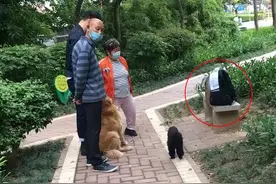 宠物猫被遗弃公园，主人留下50元钱，去医院检查后发现遗弃原因图片