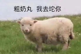 表情包：粗来丸，我去坨你图片