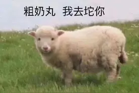 表情包：粗来丸，我去坨你图片