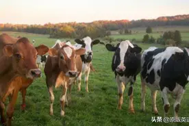 英语原版阅读：Anna is a cow图片
