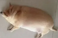我的狗三个月让我妈养成了猪，妈你不去养猪场上班这技术得失传呀图片