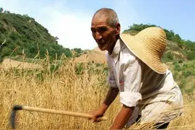 80年代割麦子，在田间吃的“晌午饭”，你还记得吗？图片