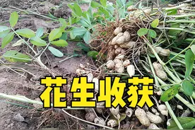 花生为什么要适时收获？过早过晚会减产，如何判断最佳收获期？图片