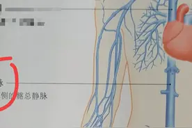 人体之最(待续……)图片