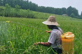 百草枯究竟有多毒？给你足够的时间去后悔，却不给你活命的机会图片
