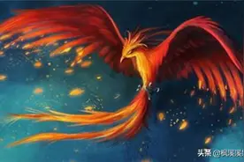 山西老农深山发现“凤凰”，风雨无阻投喂4年，终于等来意外收获图片
