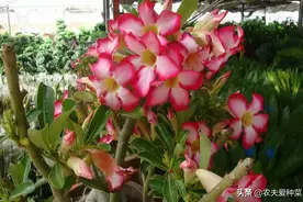 夏季养“沙漠玫瑰”，只需这样养，叶茂花旺，5月开“花”到12月图片