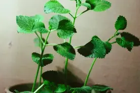 当孩子说“别的同学都有”时，作为父母该怎么办？反驳和讲理没用图片
