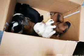 接报警称停车场内有恶犬聚集 到现场一看：咦？只有六只小奶狗图片