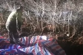 扑倒村民拍碎车玻璃的东北虎或因受伤进村，麻醉体检后送东北虎园观察，偶遇野生动物生命受威胁自卫负刑责吗图片