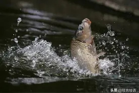 北方有黄河大鲤鱼，而南方不食鲤图片