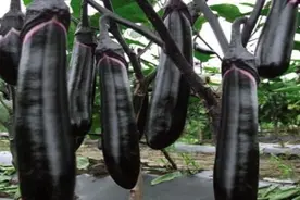 目前茄子价格多少钱一斤？如何挑选新鲜茄子？图片