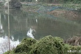 这2类遮蔽物的设置和2个细节，不懂很难养好小龙虾！图片