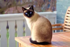 除了无毛猫，这5种猫咪掉毛也非常少图片