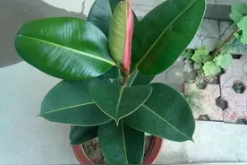 六月诗一样的季节，养护橡皮树，做好“修剪”，叶子越长越翠绿图片