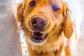 嗨，我来救你啦~ 一起Get搜救犬的“治愈魔力”！图片