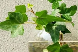 水养常春藤，趣味更多效果更好，只用30天，它就爬满墙壁图片