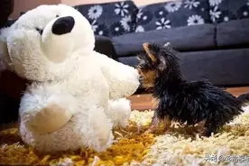 原来世界上最小的狗狗 不是茶杯犬 而居然是它？图片