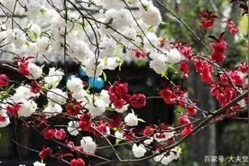 “一树梨花压海棠”这首诗是谁写的图片