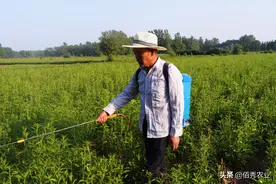 红蜘蛛体积小善隐藏，茶黄螨更加狡猾，用哪些农药效果好又长效图片