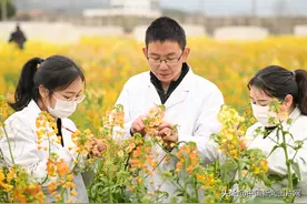江西农业大学培育出45种颜色油菜花图片
