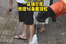 蛇窝！广东一仓库发现16条眼镜蛇，幼蛇被抓，母蛇会来复仇吗？图片