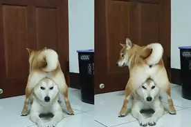 柴犬骑住自家哥哥，胯下败将的柴犬一脸生无可恋，场面非常搞笑图片