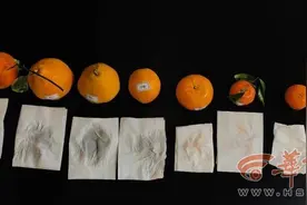 西安市场上有人售卖致癌“染色橘”？专家实验证实！4种方法教你辨别图片