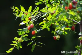 又到了堂前扑枣的季节，不知家乡那棵红枣树是否依然硕果累累图片