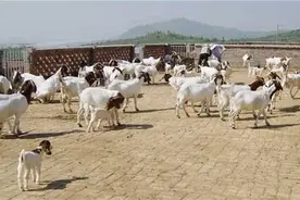 夏季养羊管理要点图片