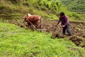 变态的民族，日本为何能坚持千年不吃肉？图片