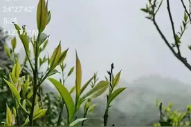 2021新茶：英红九号红茶图片