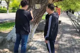 古树，新绿！图片