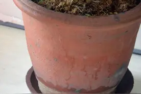 利用底座完整的旧花盆切割成兰花盆座图片