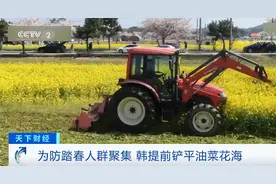 韩国：为阻止赏春游客聚集 油菜花海被铲平图片
