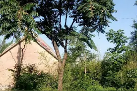 俗语“不怕有蛇进家门，就怕香椿高过房”，香椿比蛇可怕，为何？图片