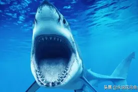 世界上十个最危险​的鲨鱼，大白鲨噬人，牛鲨致命图片